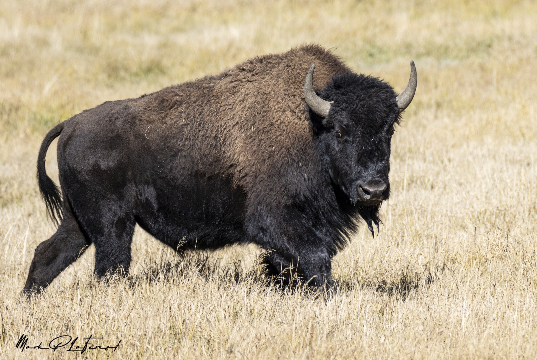 American Bison, Yellowstone National Park